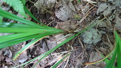 Carex arctata