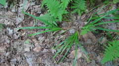 Carex arctata