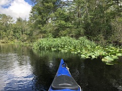 Amaranthus australis
