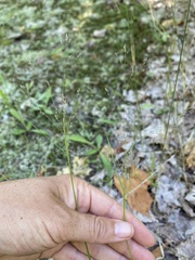 Digitaria cognata