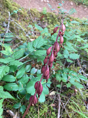 Corallorhiza maculata