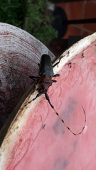 Retrachydes thoracicus