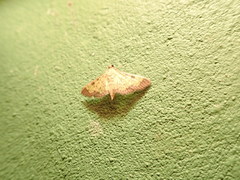 Diacme mopsalis
