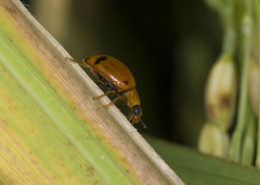 Harmonia octomaculata