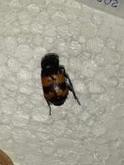 Nicrophorus investigator