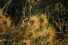 Spinifex longifolius
