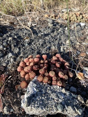 Semperviveae