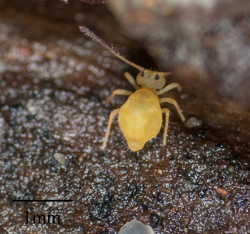 Ptenothrix delongi