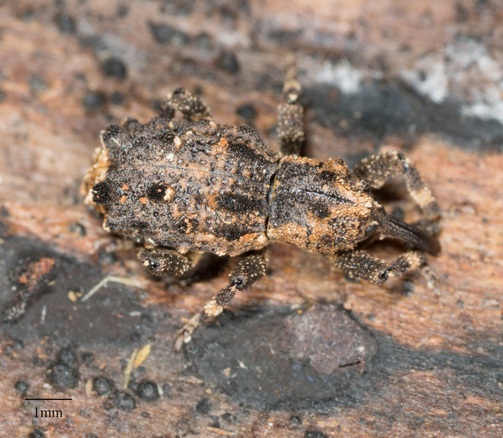 Sthereus horridus