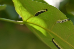 Ceratomia catalpae