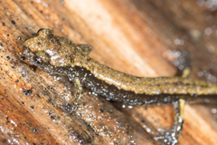 Plethodon dunni
