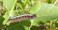 Acronicta quadrata