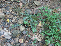 Lysimachia nummularia