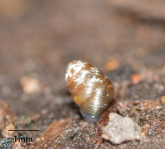 Pupilloidea