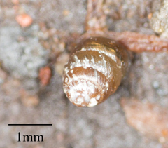 Pupilloidea