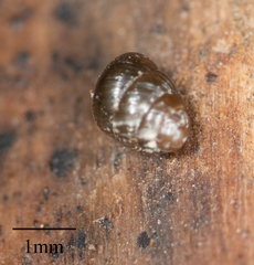 Pupilloidea