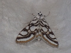 Nymphula nitidulata