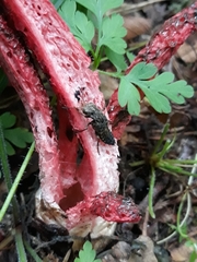 Ontholestes tessellatus