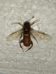 Cimbex femoratus