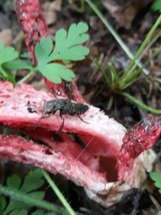 Ontholestes tessellatus