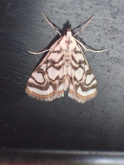 Nymphula nitidulata