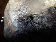 Pardosa sumatrana