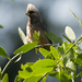White-headed Mousebird - Photo (c) Carol Foil, some rights reserved (CC BY-NC-ND)