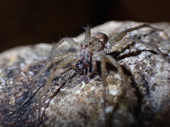 Pardosa sumatrana