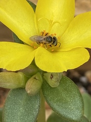 Halictus