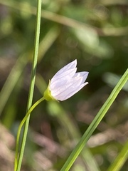 Campanula aparinoides
