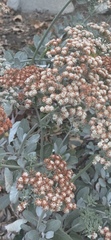 Eriogonum giganteum