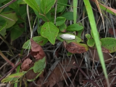 Antaeotricha osseella