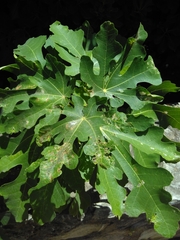 Ficus carica