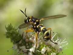 Conops silaceus