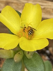 Halictus