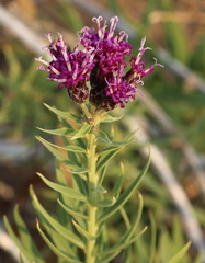 Vernonia marginata