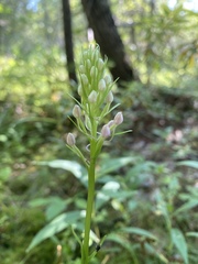 Platanthera psycodes