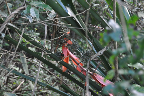 Aechmea costantinii