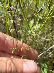 Galium labradoricum