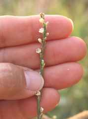 Polygonum ramosissimum