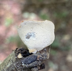 Bresadolia craterella