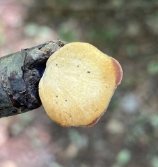 Bresadolia craterella