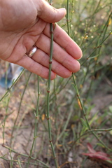 Polygonum ramosissimum