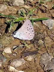 Pseudolycaena marsyas