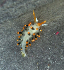 Diaphoreolis lagunae