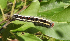 Acronicta quadrata
