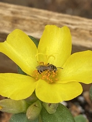 Halictus