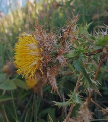 Carlina corymbosa