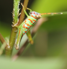 Pirithoicus ophthalmicus