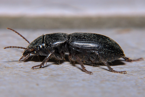 Representative image of Acinopus picipes